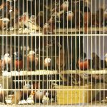 more holistic approach to animal hoarding